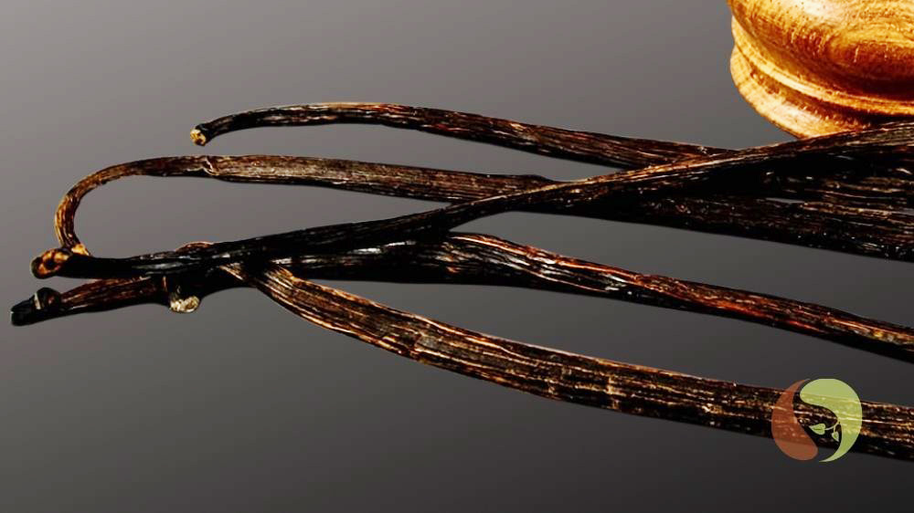 5 Stück Vanille Planifolia aus Sri Lanka