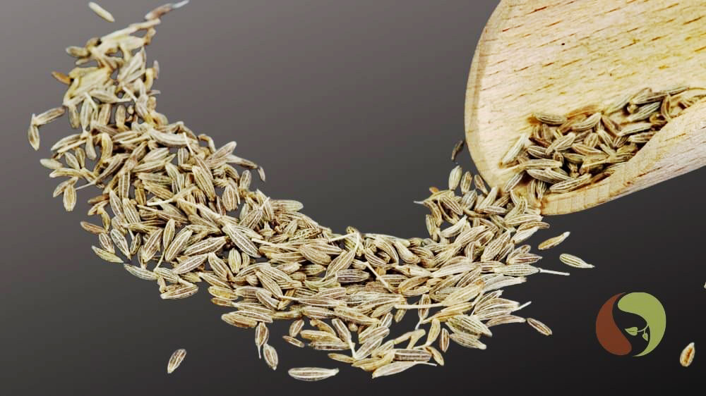 Kreuzkümmel – Cumin aus Sri Lanka