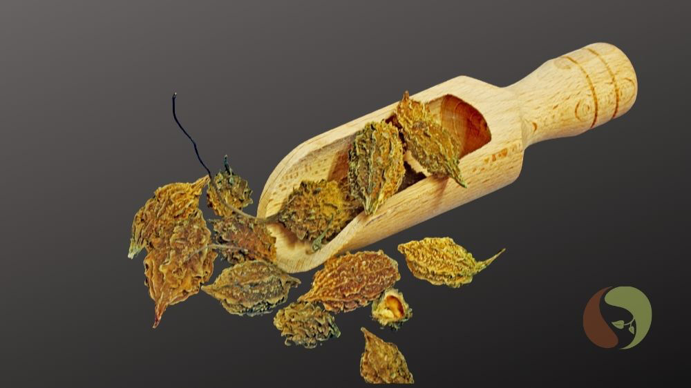 Wald-Bittermelonen Tee, Momordica charantia