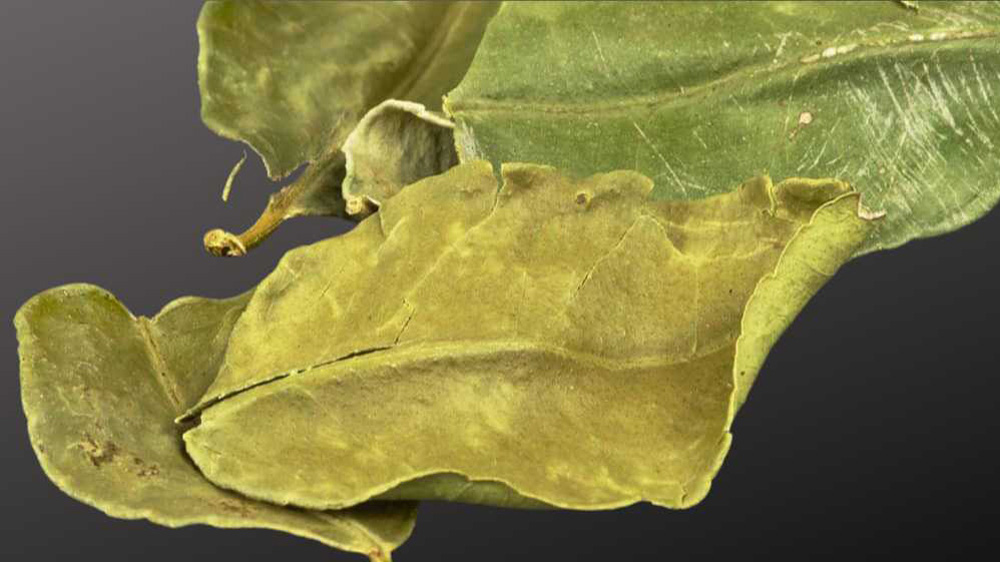 Kaffir-Limettenblätter – gefriergetrocknet aus Indien