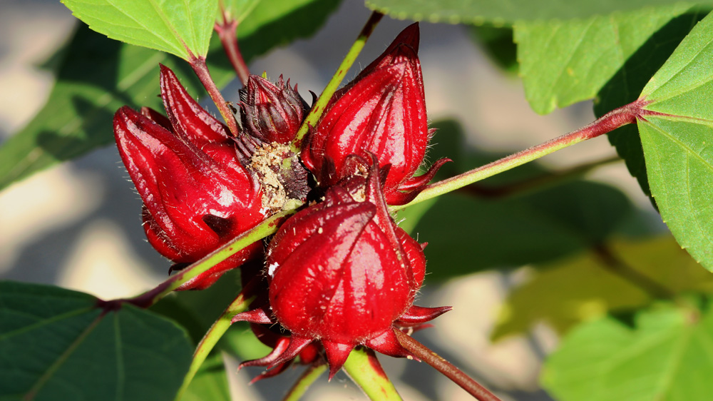 Hibiskusblüten (Karkade) aus Kambodscha