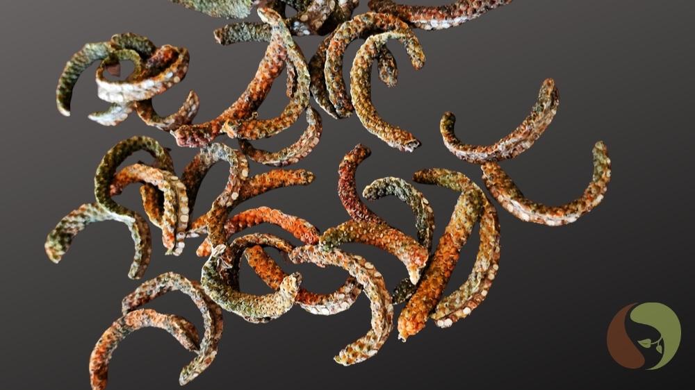 Langer Pfeffer (BoTree, aufgeschnitten)