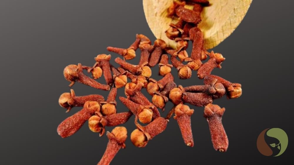 Rote Gewürznelken – Ursprungssorte aus Sri Lanka