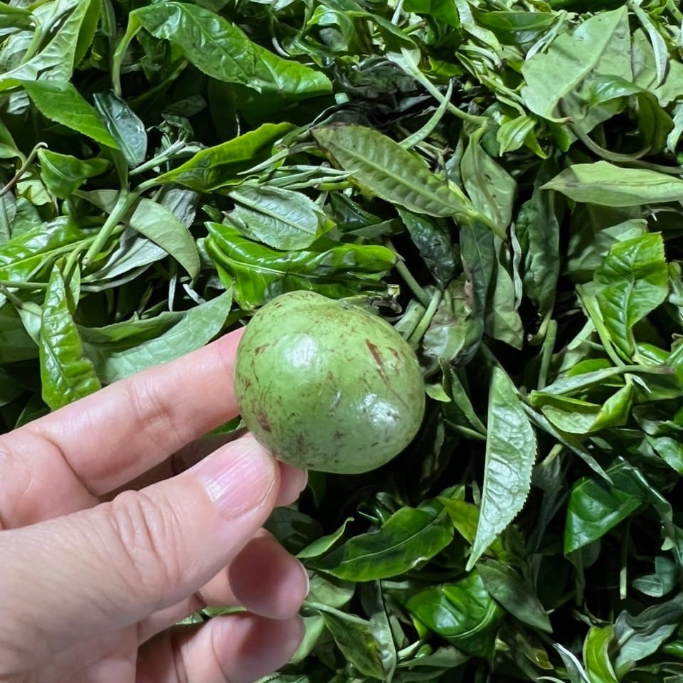 Geschenkset „Gongfu Cha – Tee Genussmomente“- grüner Shan Tee