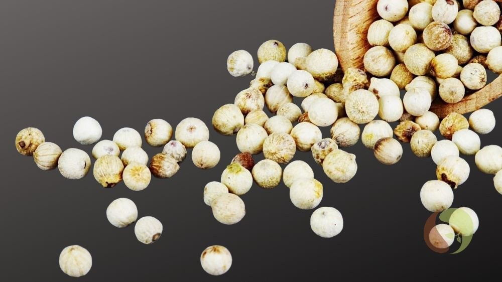 Masawi Phu Quoc - Creamy White Pfeffer