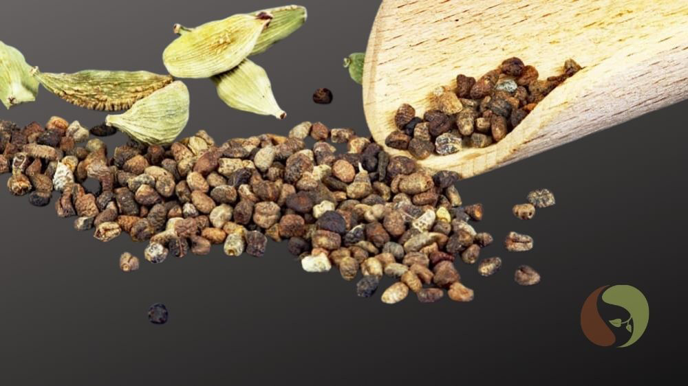 Grüne Kardamomsamen – ohne Schale