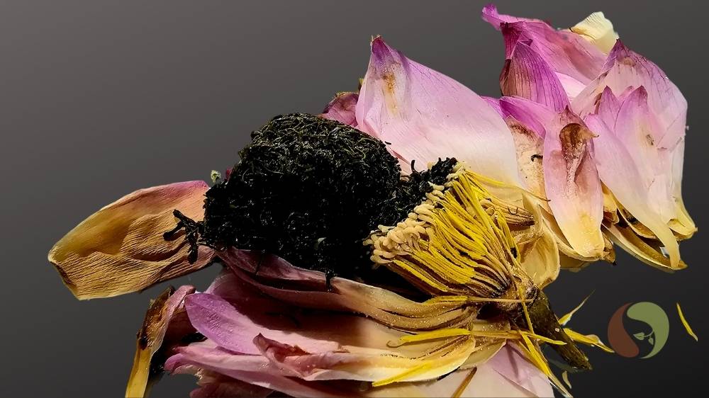 Westlake Lotusblüten Tee – Original Lotus Tea Blossom aus Hanoi