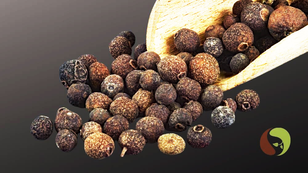 Piment Wildsammlung aus Honduras