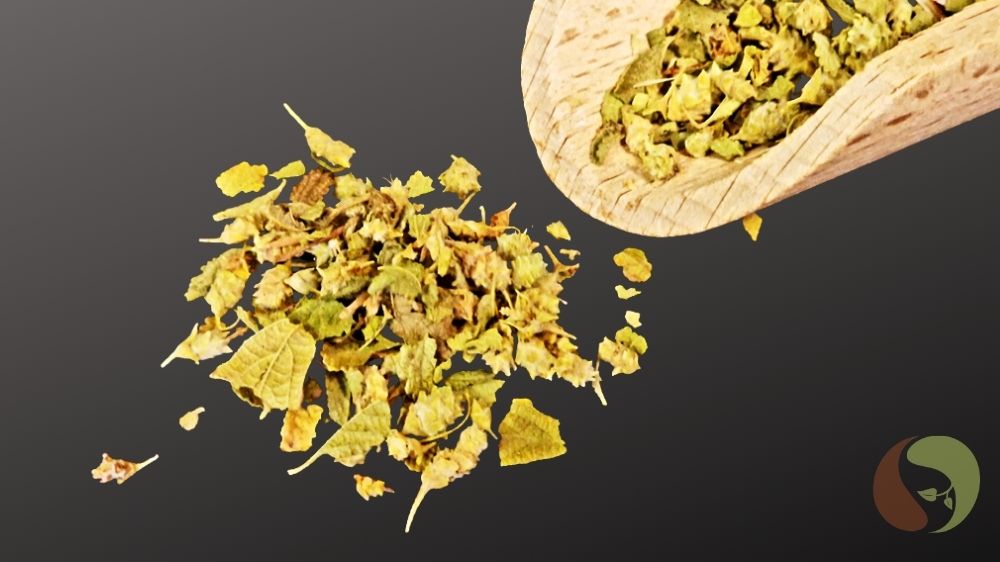 Mexikanischer Oregano – Lippia graveolens aus Mexiko