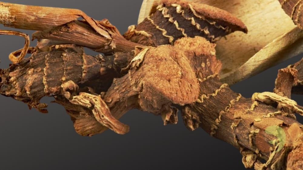 Galgantwurzel – mild, frisch & aromatisch