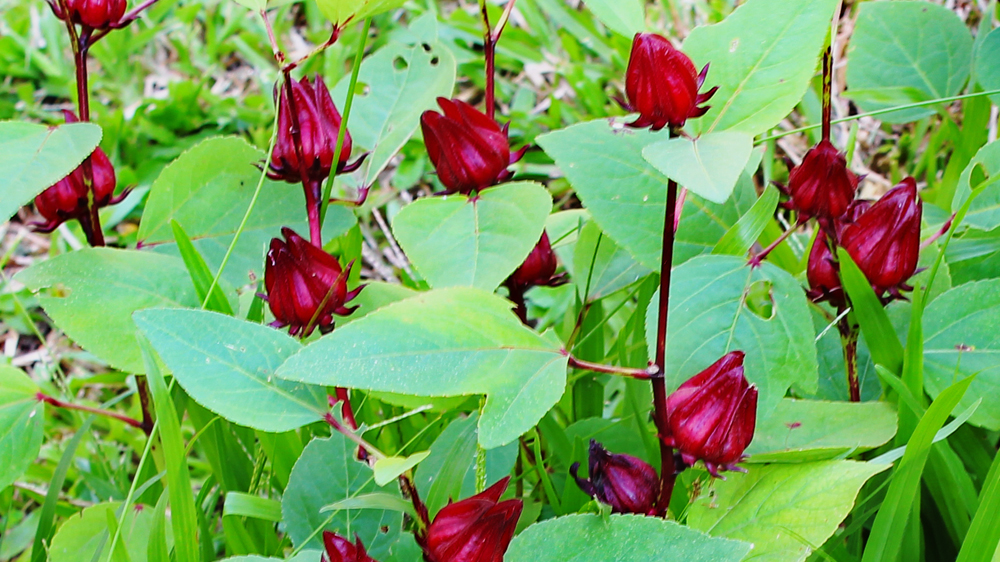 Hibiskusblüten (Karkade) aus Kambodscha
