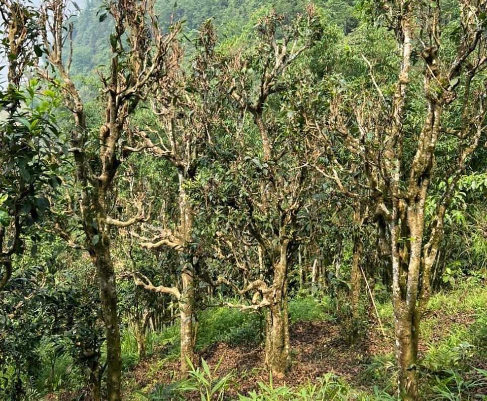 Bach Shantra – Weißer Tee von uralten Teebäumen aus Vietnam