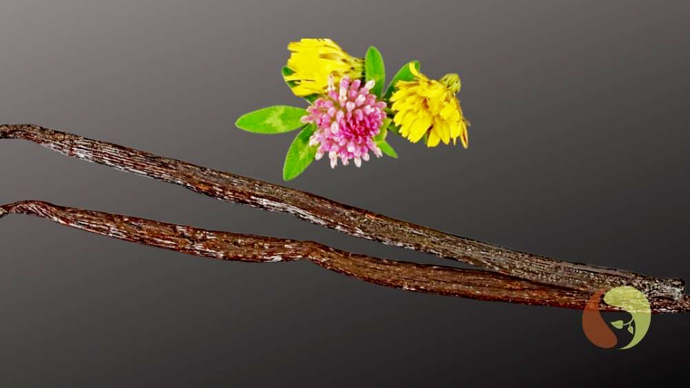 Vanillestangen Tahitensis im Glasröhrchen