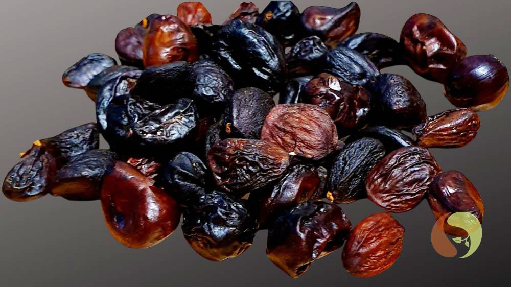 Hat Doi - Waldsamen, vietnamesische Grillbohne