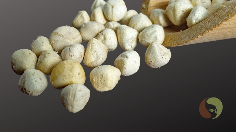 Moringasamen, Behensamen, geschält