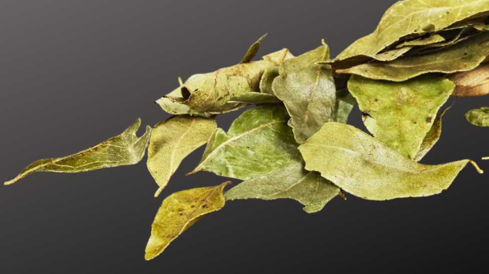 Curryblätter – Gefriergetrocknet für intensives Aroma