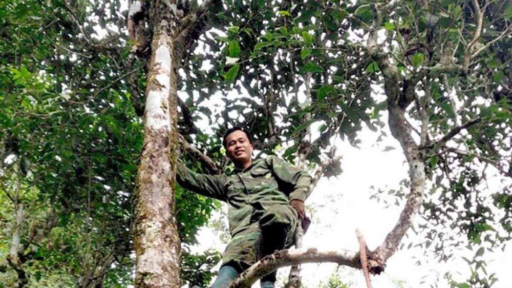 100g Dai Luc Shan – Grüner Tee von uralten Teebäumen aus Vietnam