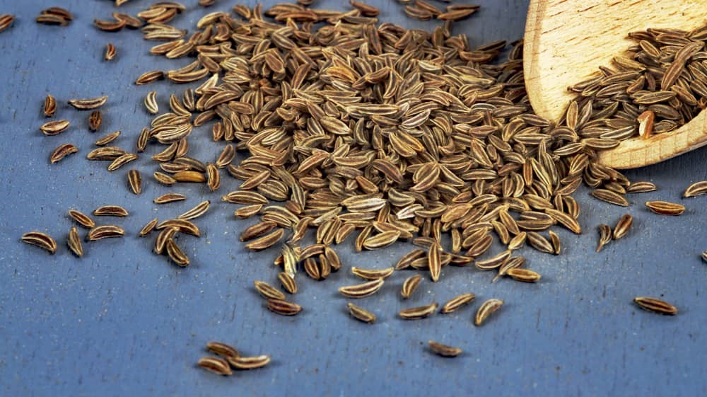 Kümmel aus Skandinavien, ganz