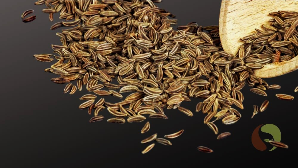 Echter Kümmel – aus skandinavischem Anbau