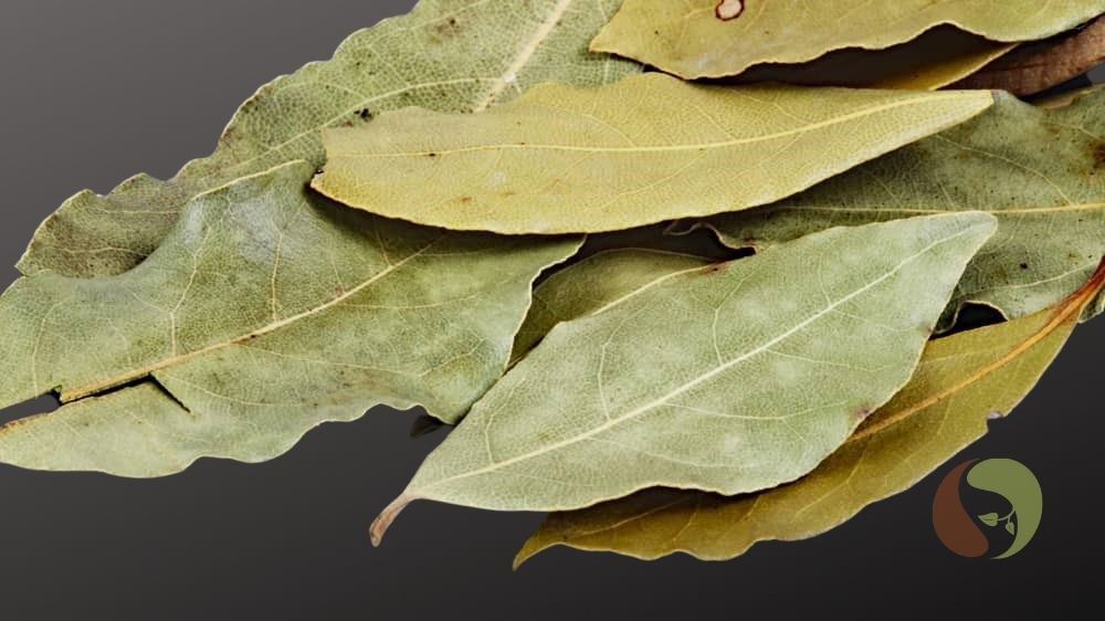 Lorbeerblätter, echter Gewürz-Lorbeer