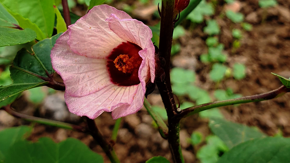 Hibiskusblüten (Karkade) aus Kambodscha