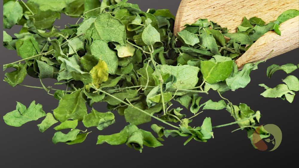 Moringa Blätter Tee