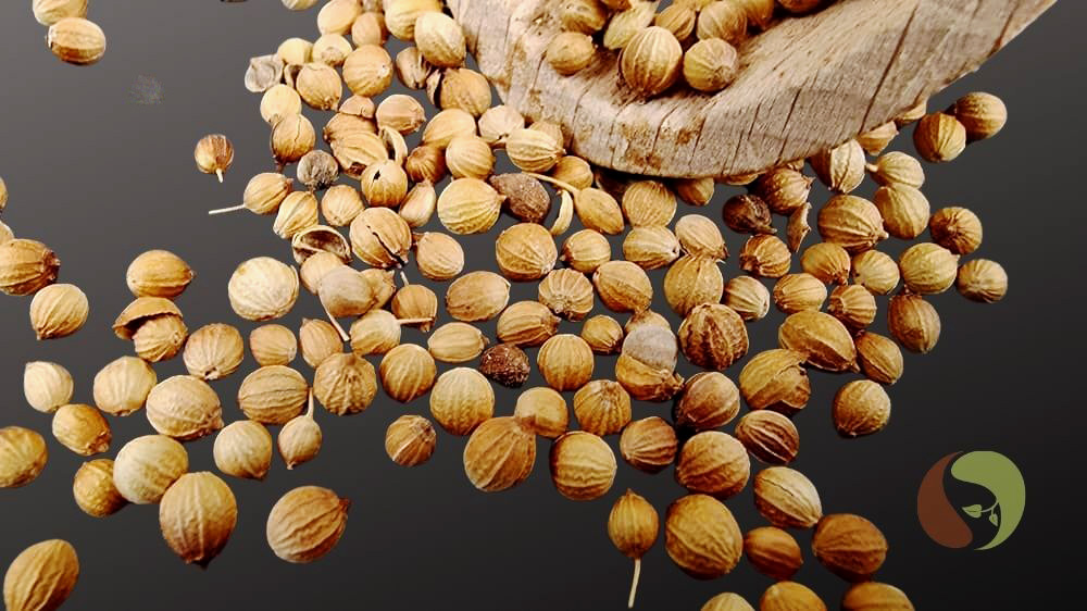 Koriandersamen – fruchtig & vielseitig