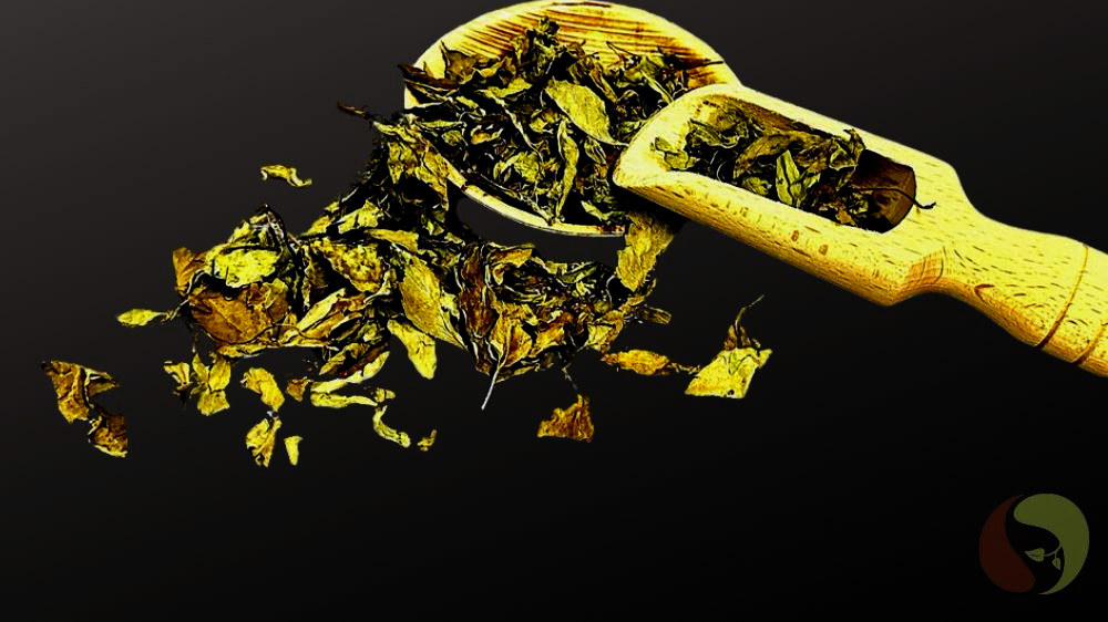 Thai Basilikum aus Vietnam, sehr aromatisch