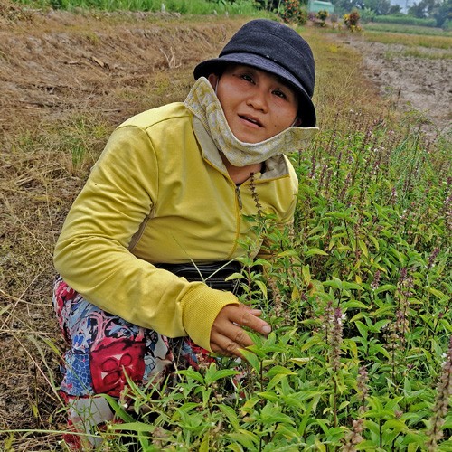 20250315_produzenten_thai_basilikum_maithi_02