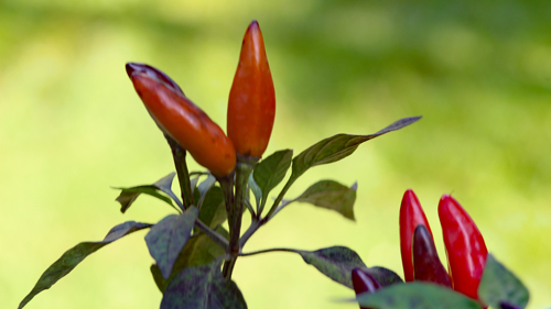 Chili-2-2000-blog