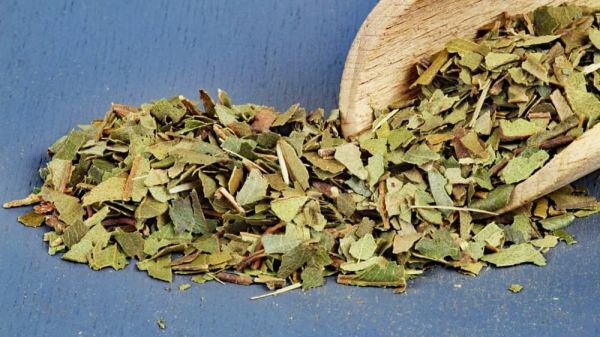 Lemon Myrte aus Australien