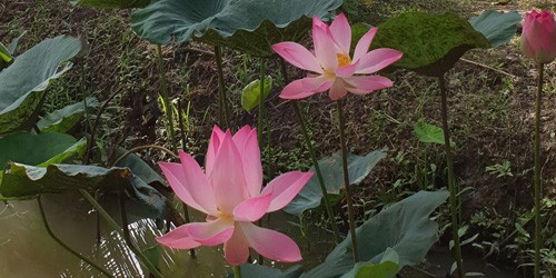 20200907_blog_newsletter_lotusbluten_03min