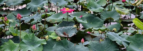 20250428_blog_newsletter_lotusbluten_04-25