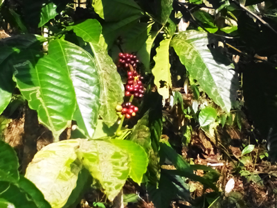 Kaffeefruchte-Sumatra