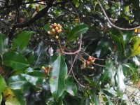 Vorschau: gewurznelken-sumatra Vorschau: gewurznelken-sumatra