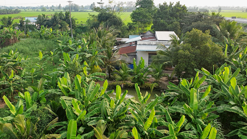 Bananenfarm-inmitten-von-Reisfeldern