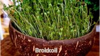 Brokkoli-Microgreen-Saat mit Kokosnuss-Pflanzschale und Kokos-Quelltabs