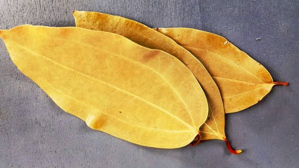 Zimtblätter, Indischer Lorbeer, Malabar Lorbeer