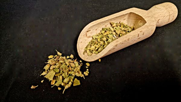 Mexikanischer Oregano