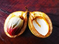 Vorschau: Muskatnuss-halbreif Vorschau: Muskatnuss-halbreif