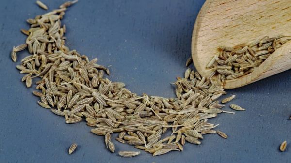 Kreuzkümmel, Cumin, mild aromatisch aus Sri Lanka