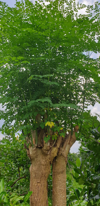 Moringa-Baum-im-mekongdelta-klein