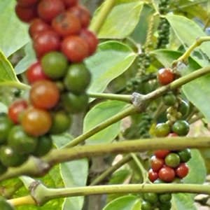 Rote-Pfefferfruchte-klein