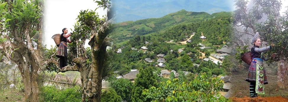 masawi-banner-gruener-tee