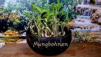 Mungbohnen-Microgreen-Saat mit Kokosnuss-Pflanzschale und Kokos-Quelltabs