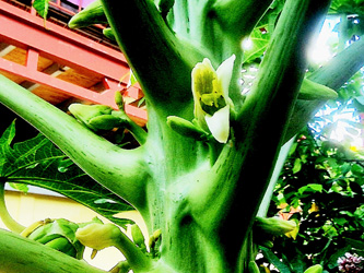 20250330_blog_newsletter_papayabluten_weiblich_klein03