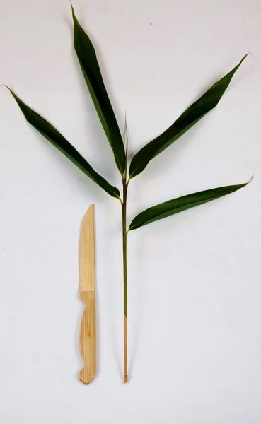 Bambus Obstmesser, 20 cm