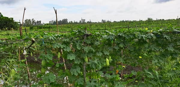 Bittermelonenfeld-im-mekong-delta