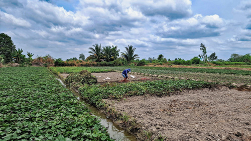20250315_produzenten_farmer_im_mekongdelta_01