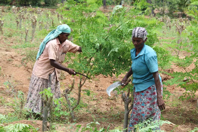 Frauen-bei-der-Ernte-von-Moringa-Madurai-klein